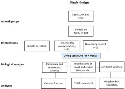 Extensive Simulated Diving Aggravates Endothelial Dysfunction in Male Pro-atherosclerotic ApoE Knockout Rats